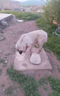 طوله سگ‌نر‌واگذاری‌رایگان