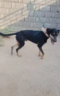 سگ نارک