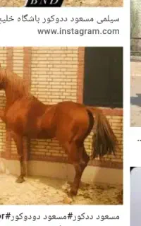 اسب دوسر