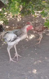 مرغ و خروس لاری