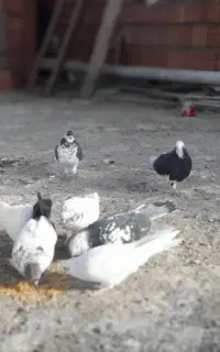 واگذاری باسلام بالای ۳۰ ۴۰ تا کفتر فروشی دارم