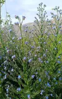کود گاوی