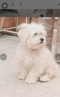 توله تریر سفید ماده