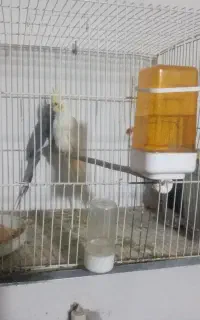 عروس هلندی جفت رو تخم  و...