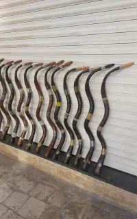 بوق شیپور دمام