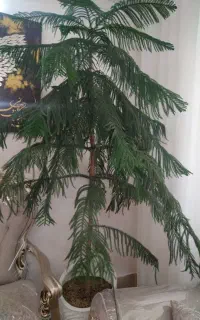 کاج مطبق ۲ متری سالم، شاداب و بسیار خوش‌فرم