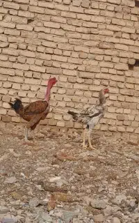 خروس لاری