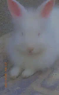 خرگوش
