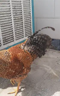 خروس جوان و سرحال
