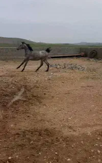 کره مادیان دوسال نیم