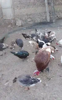 09145098779