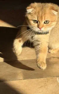 اسکاتیش ،بیریتیش گلد ماده