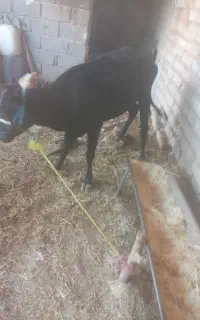 گاو