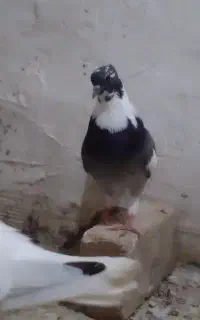 شاپر.کبوتر.کفتر