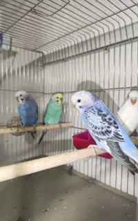 جفت مرغ عشق کار داده