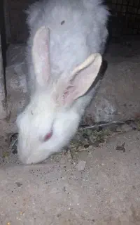 س عدد خرگوش خوشکل بفروش میرسد سفید نر هست