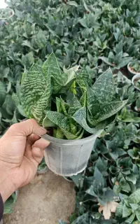 گل سانسوریا و گل گندمی و برگ بید