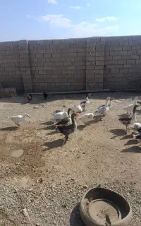 غاز محلی