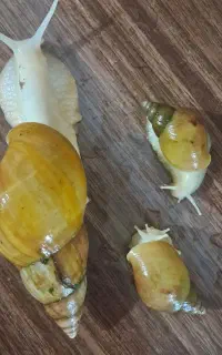 پرورش حلزون