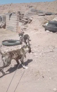 سگ گله