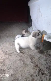 سگ پاکوتاه