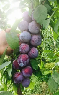 فروش ویژه نهال اصلاح شده و پر بار