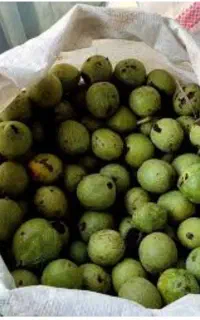 انواع گردو کاغذی موجود هست