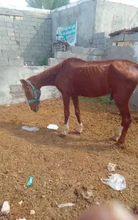 نریان سواری آرام