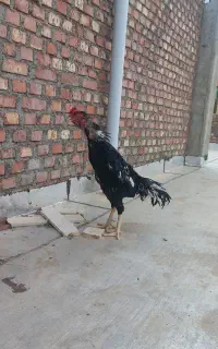 لاری سیاه