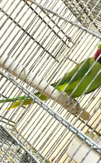 طوطی ملنگو سبز