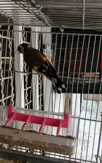 سهره نر