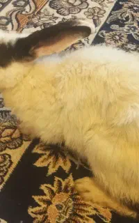 خرگوش بازیگوش ماده 650تومن