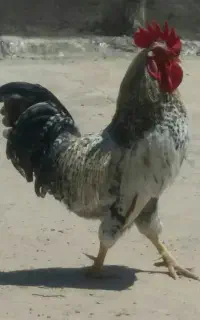 خروس جوان