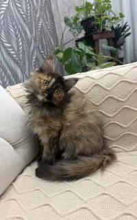 واگذاری بچه گربه