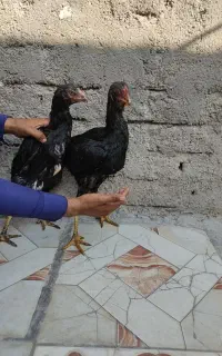 مرغ و خروس نسل دار