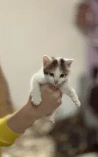 گربه بامزه