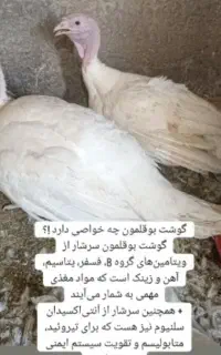 بوقلمون زنده حسینی