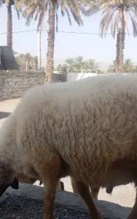قوچ سنگین سالم ،نژاد شیرازی مخصوص داشت و کشتار