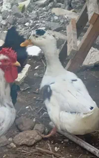 ادرک