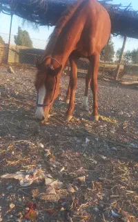 یک عدد مادیان