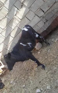 گوساله