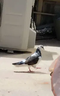 کبوتر