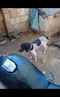 سگ عقیم شده