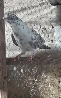 کفتر غریب گرفته