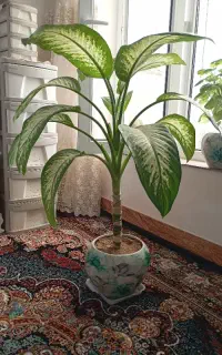 گل دیفن باخیا