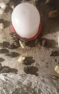 پیش فروش جوجه بلدرچین