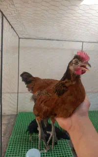 جوجه مرغ و خروس محلی درجه 1