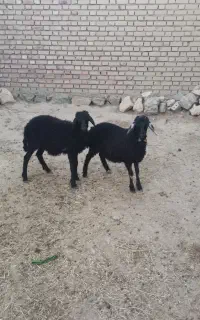 بره . گوسفند