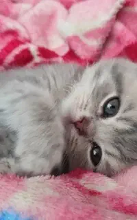 گربه اسکاتیش سیلور