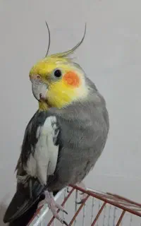 عروس هلندی نر و ماده